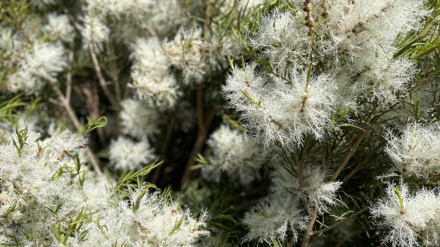 Óleo Essencial de Melaleuca